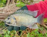 A tilápia é um alimento seguro para consumo? Nutricionista explica mitos e verdades sobre o peixe e indica se é saudável incluí-lo na sua dieta