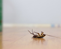 O que significa encontrar uma barata morta com as pernas para cima na cozinha mesmo quando ela está bem limpinha? Saiba o que fazer