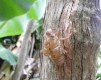 Cueca virada salgada
