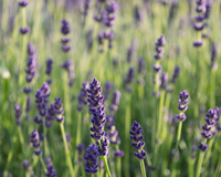 A planta que todo mundo quer porque suas flores de aroma inconfundível repelem pragas e são adoradas por borboletas 365 dias por ano