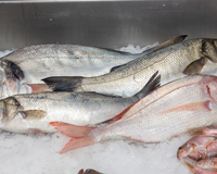Peixe muito consumido no Brasil entra na lista de espécies ameaçadas e pode ter a venda proibida, segundo Ministério do Meio Ambiente e Mudanças Climáticas