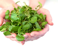 Quem consome agrião com frequência costuma ter esses benefícios na saúde