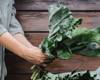 Que grupos de pessoas não devem consumir couve, um vegetal rico em vitaminas?