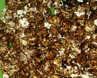 Pipoca com chocolate