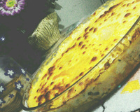 Macarrão preguiçoso