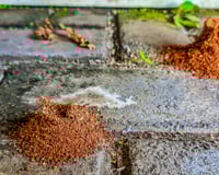É assim que você elimina formigueiros da sua casa ou jardim: um jeito prático, rápido e sem estresse