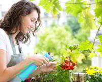 Ervas aromáticas frescas sempre: você só precisa de um cantinho da janela ou da varanda!