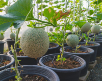 5 motivos para você plantar melão em casa e usufruir de todos os benefícios dessa fruta maravilhosa