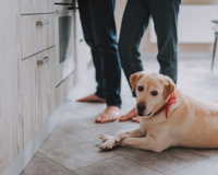 Como tirar os pelos dos animais de casa: confira as dicas