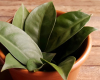 Vai ficar muito mais fácil cultivar a ora-pro-nóbis em casa com essas dicas essenciais