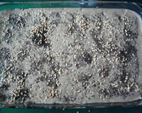 Meu pavê de chocolate