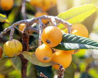 Essa fruta que poucos conhecem faz bem para a saúde do fígado e do intestino ao mesmo tempo