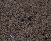 Bolo de cenoura com cobertura de chocolate especial da Ani