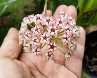Essa planta chama atenção de longe: "flor de porcelana" traz um toque de sofisticação para a casa e é fácil de cuidar