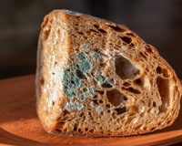 O que acontece se eu comer a parte boa de um pão mofado?