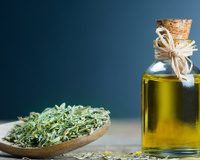 Óleo de orégano: para que serve, como tomar e por que ele é tão queridinho da saúde natural