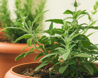 Essas duas plantas não se dão bem: por que a sálvia nunca deve ser plantada a menos de um metro do alecrim