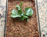 Quibe de soja de forno