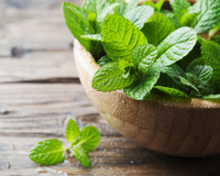 Benefícios da menta para a saúde: confira