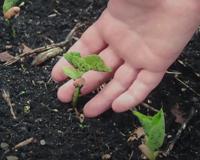 Lucia Borges, paisagista: "Se você vai plantar uma muda, não deixe a planta bamba"