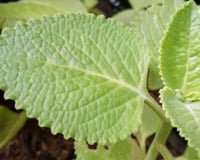 Essa erva aromática muito popular ajuda os intestinos a funcionarem corretamente e mata os germes