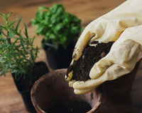 Essa plantinha é um tesouro para a sua casa: afasta moscas, decora o ambiente e ainda deixa as suas receitas deliciosas