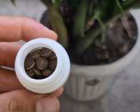 Sua zamioculca vai estourar de tanto crescer se você usar apenas esse comprimido!