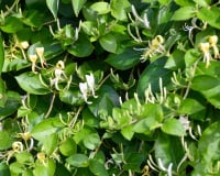 Se você é apaixonado por plantas, precisa conhecer essa trepadeira japonesa muito perfumada: ela está se tornando o sucesso dos jardins