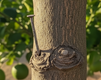 O truque do prego no limoeiro: descubra para que serve e como afeta a árvore