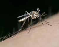 Adeus mosquitos: aprenda o truque do papel higiênico