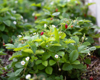 Fruta rica em antioxidantes cresce bem até em apartamentos pequenos e você pode cultivar em vaso