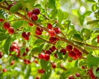 A queridinha dos quintais brasileiros: árvore que dá sombra, fruta o ano todo e até folhas para chá