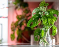 Como cultivar costela-de-Adão em água: os segredos para o cultivo hidropônico em casa!