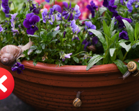 Adeus caramujos nas plantas: corte esse ingrediente ao meio e coloque-o no centro do jardim