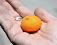 Nem jabuticaba, nem pitanga: esta árvore nativa produz a fruta perfeita para um sorvete cremoso