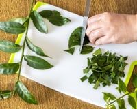 "Mentiram pra você sobre ora-pro-nóbis": planta não é o "bife dos pobres" como muita gente fala por aí e esse biomédico explica