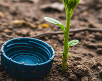 Não é por estética: qual é o objetivo de colocar tampas de garrafa em volta dos caules das plantas?