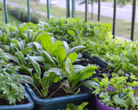 4 vegetais para plantar na sua varanda durante o outono: crescem em espaços pequenos e são fáceis de cuidar