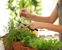 Erva aromática (aqui em casa todos adoram) melhora a circulação e combate o cansaço mental naturalmente