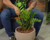 Truque do palitinho: a técnica infalível para nunca mais matar sua zamioculca afogada