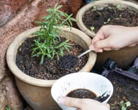 Misturar borra de café com vinagre: por que os jardineiros experientes recomendam e para que serve?