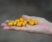 Nem laranja, nem limão: a fruta esquecida que é uma bomba de vitamina C e antioxidantes e ótima para fazer sucos, doces e geleias