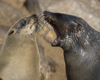 Como se livrar do mau hálito causado pela cebola e alho
