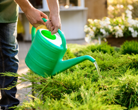 Jardineiros experientes concordam: "Regar as plantas às três da tarde é como jogar um balde de água fervente sobre elas