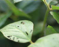 Nunca mais sofri com pragas nas minhas plantas depois que passei a usar esse ingrediente simples que todo mundo tem em casa