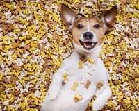 7 alimentos proibidos para cachorros