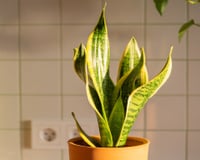 Se você tem problemas de umidade em casa, esta planta é um desumidificador natural: para que serve e onde colocá-la
