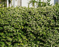 Do muro sem graça ao jardim perfumado em poucos meses: a trepadeira que cresce rápido e surpreende pelo aroma