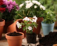 Uma colher desse adubo e veja uma explosão de flores acontecer nas suas plantas: aprendi essa dica com um jardineiro e funciona mesmo!