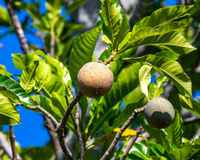A fruta brasileira que parece comum esconde um segredo azul-escuro que surpreende quem descobre